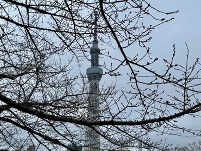 Cherry blossom photo at 隅田公園