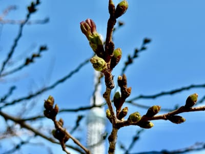 Cherry blossom photo at 隅田公園