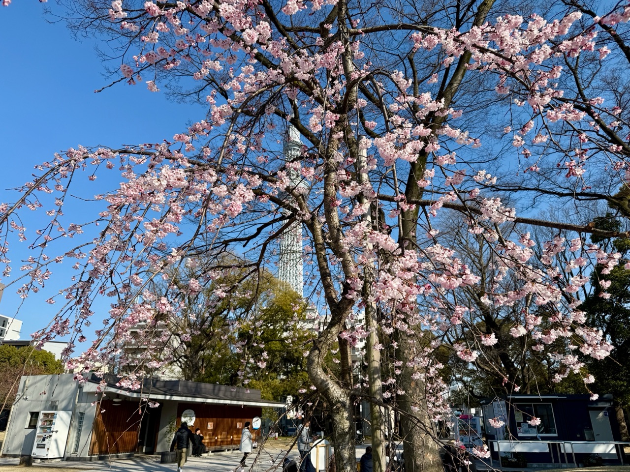 掲示板画像