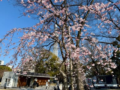 Cherry blossom photo at 隅田公園