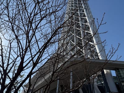 Cherry blossom photo at スカイツリー前