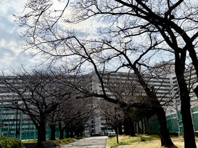 Cherry blossom photo at 都立東白鬚橋公園