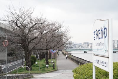 Cherry blossom photo at 隅田川沿い