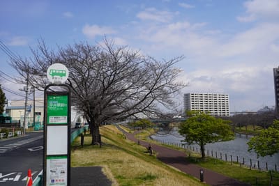 Cherry blossom photo at 旧中川水辺公園