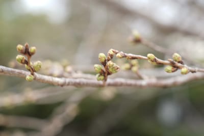 Cherry blossom photo at 大横川親水公園