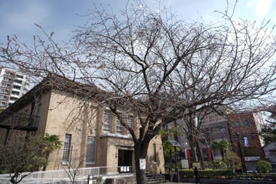 Cherry blossom photo at 横綱町公園
