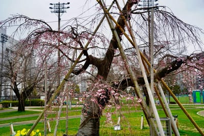 Cherry blossom photo at 錦糸公園
