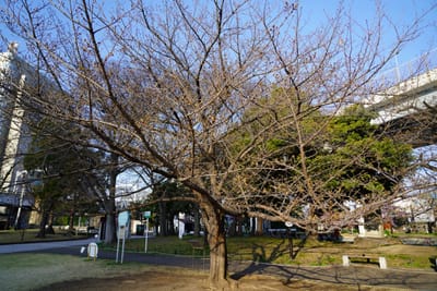 Cherry blossom photo at 隅田公園