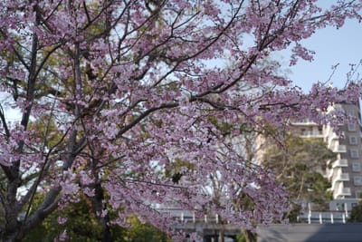 Cherry blossom photo at 隅田公園