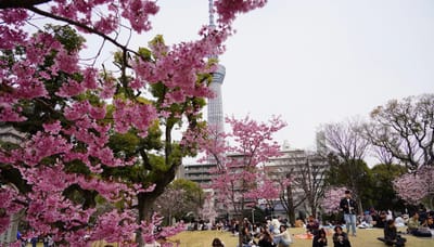 Cherry blossom photo at 隅田公園