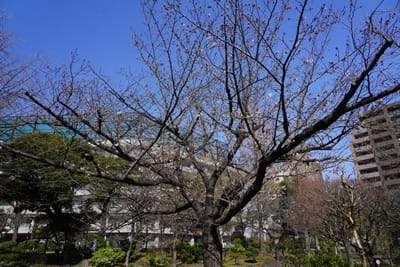 Cherry blossom photo at 横綱町公園