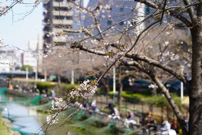 Cherry blossom photo at 大横川親水公園