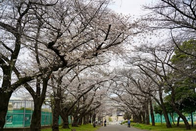Cherry blossom photo at 都立東白鬚橋公園