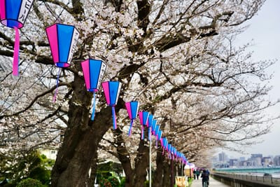 Cherry blossom photo at 隅田川沿い