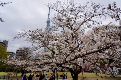 Cherry blossom photo at 隅田公園