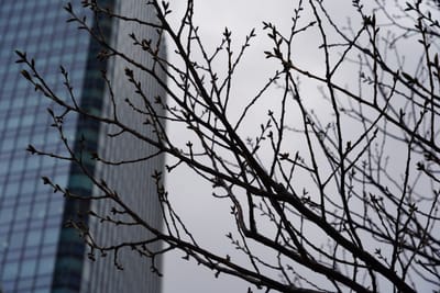 Cherry blossom photo at スカイツリー前