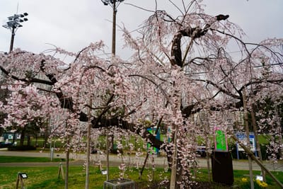 Cherry blossom photo at 錦糸公園