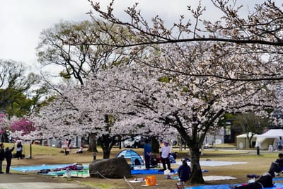 Cherry blossom photo at 隅田公園