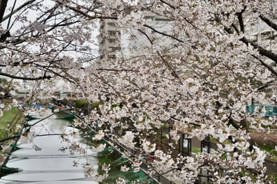 Cherry blossom photo at 大横川親水公園