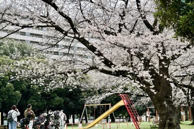 Cherry blossom photo at 都立東白鬚橋公園
