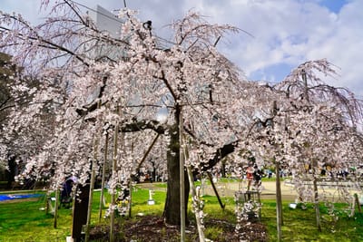 Cherry blossom photo at 錦糸公園