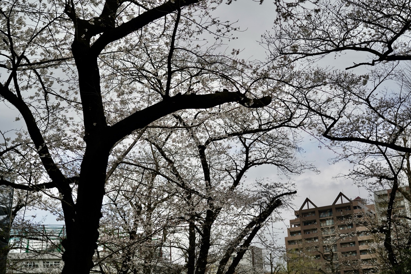 掲示板画像