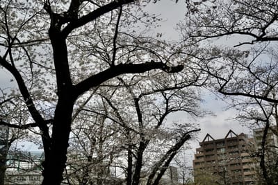 Cherry blossom photo at 横綱町公園