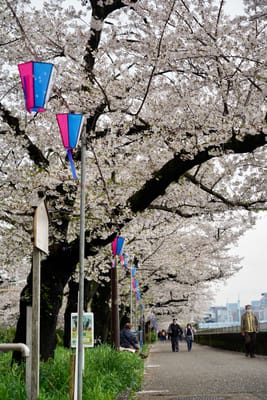 Cherry blossom photo at 隅田川沿い