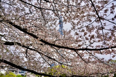 Cherry blossom photo at 隅田公園