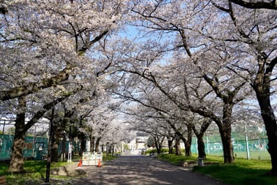 Cherry blossom photo at 都立東白鬚橋公園
