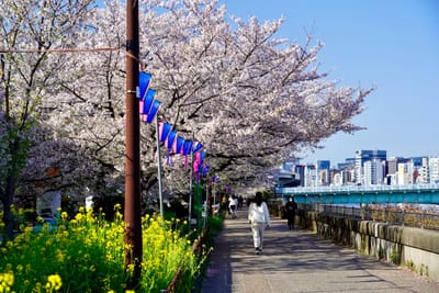 Cherry blossom photo at 隅田川沿い
