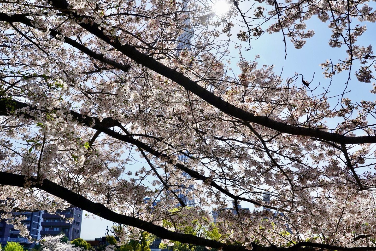 掲示板画像