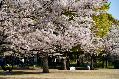 Cherry blossom photo at 隅田公園