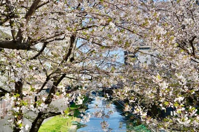 Cherry blossom photo at 大横川親水公園