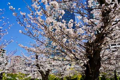 Cherry blossom photo at 錦糸公園