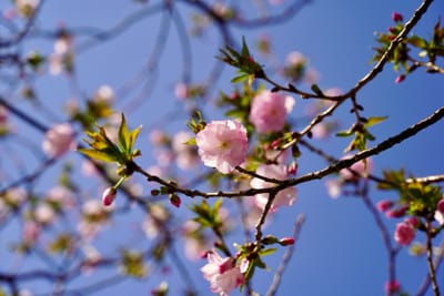 Cherry blossom photo at スカイツリー前