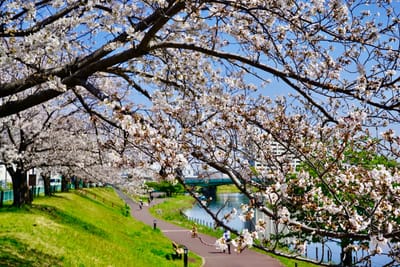 Cherry blossom photo at 旧中川水辺公園