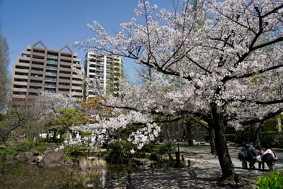 Cherry blossom photo at 横綱町公園
