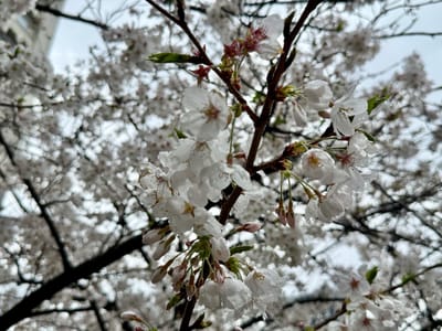Cherry blossom photo at 大横川親水公園