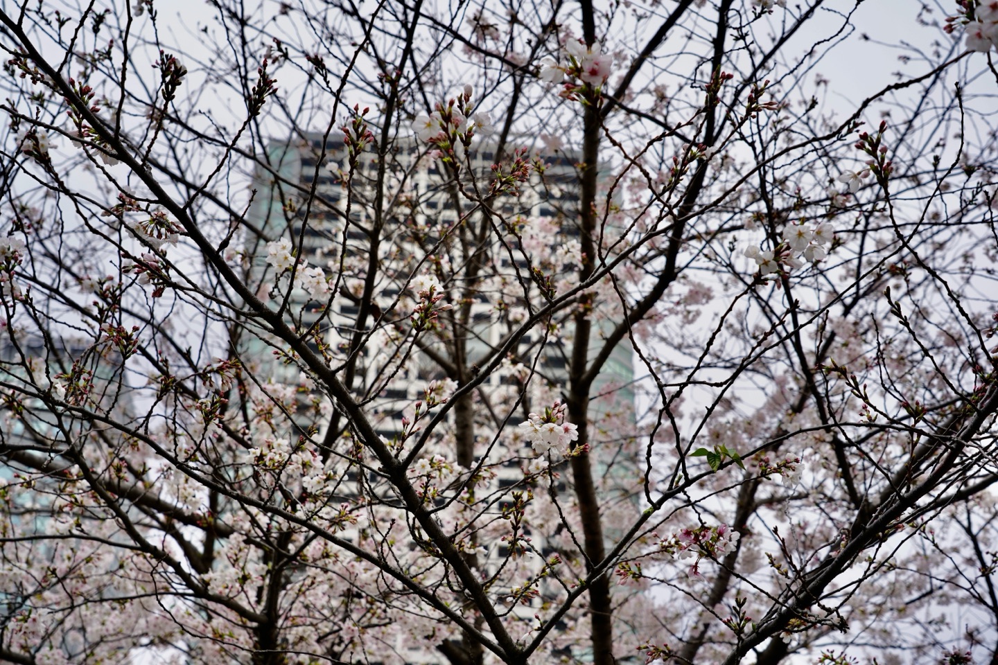 掲示板画像