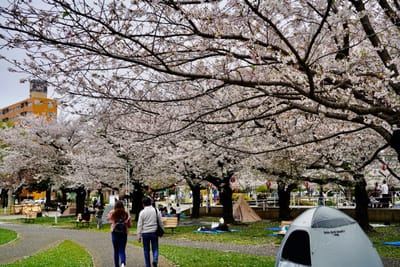 Cherry blossom photo at 錦糸公園
