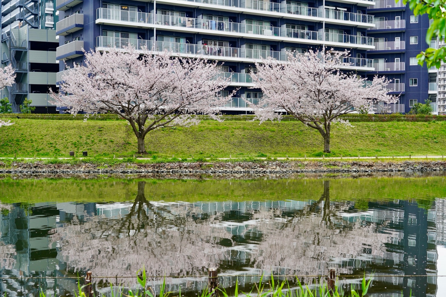 掲示板画像