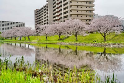 Cherry blossom photo at 旧中川水辺公園