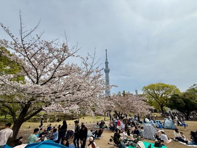 Cherry blossom photo at 隅田公園
