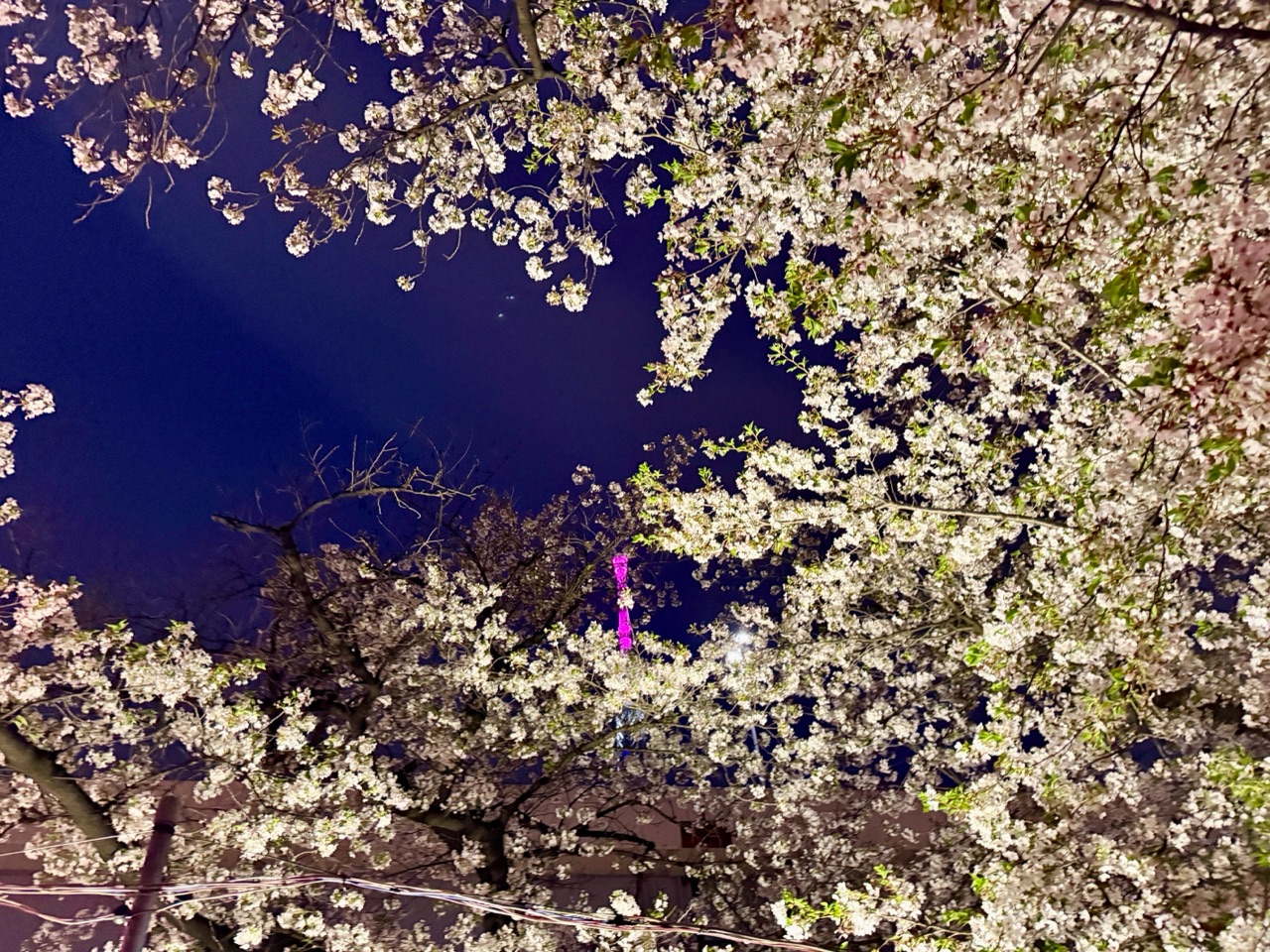 掲示板画像