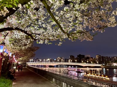 Cherry blossom photo at 隅田川沿い