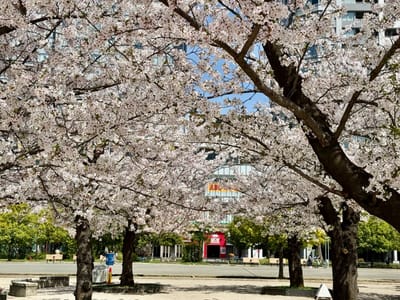 Cherry blossom photo at 錦糸公園