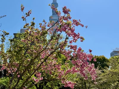 Cherry blossom photo at 隅田公園