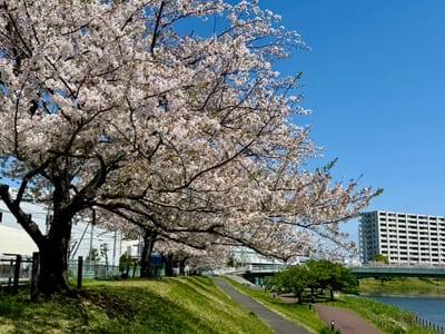 Cherry blossom photo at 旧中川水辺公園