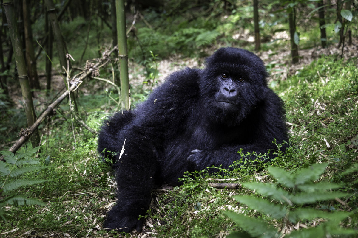 Rwanda-245.jpg